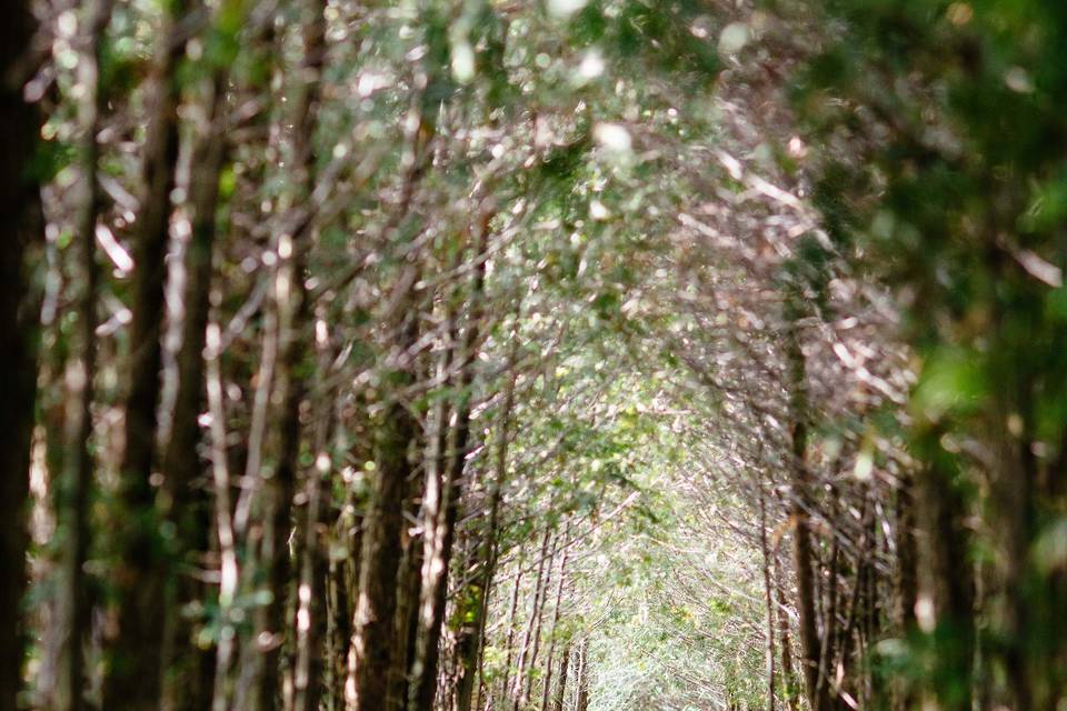 The Cedar Path