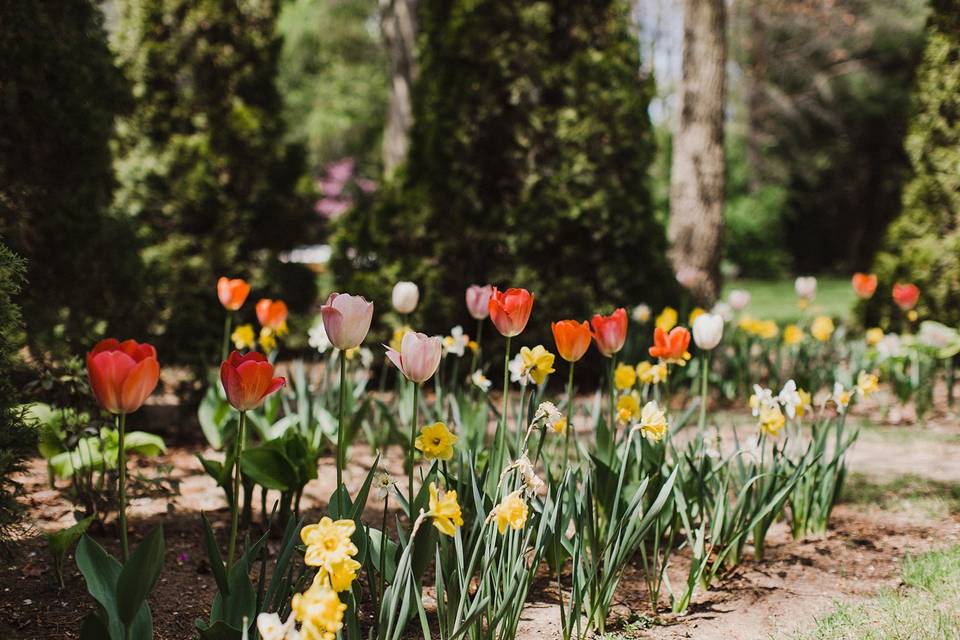 Tulips in the Spring