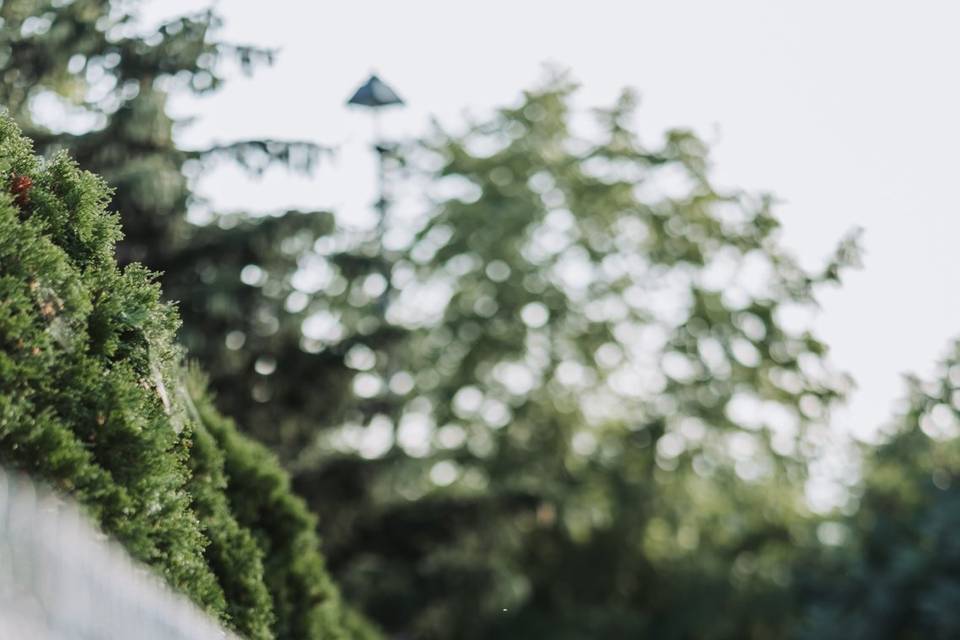 Ajax backyard wedding