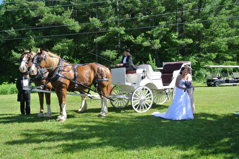 Beautiful horse & carriage