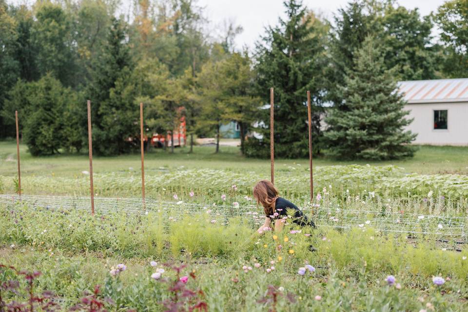 Flower field