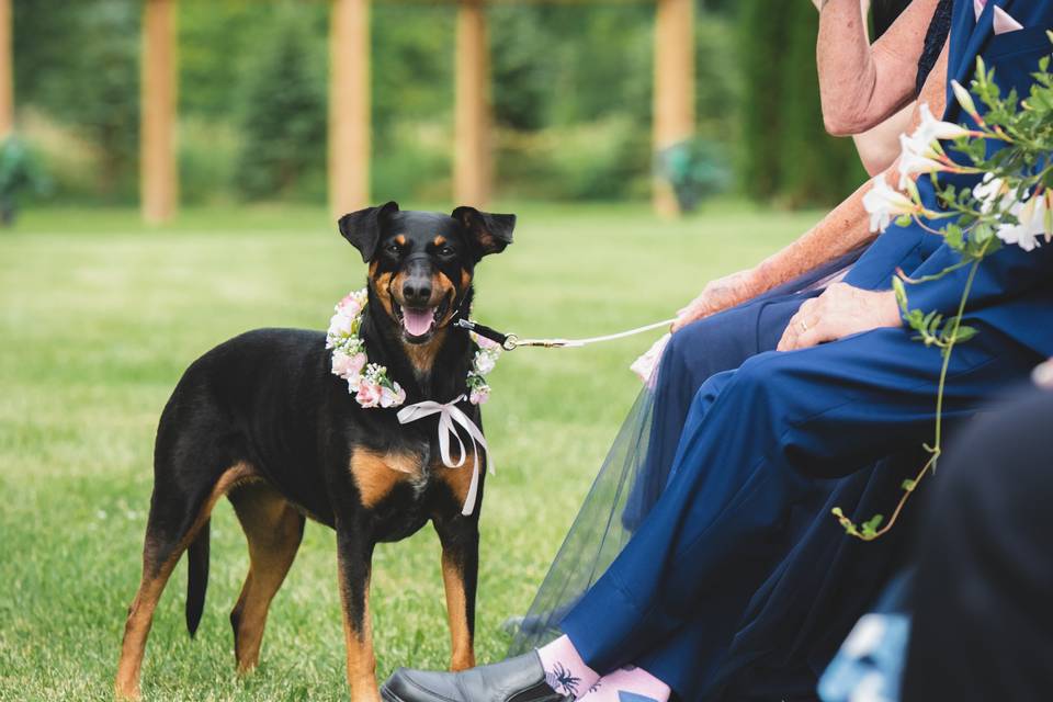 Flower girl dog