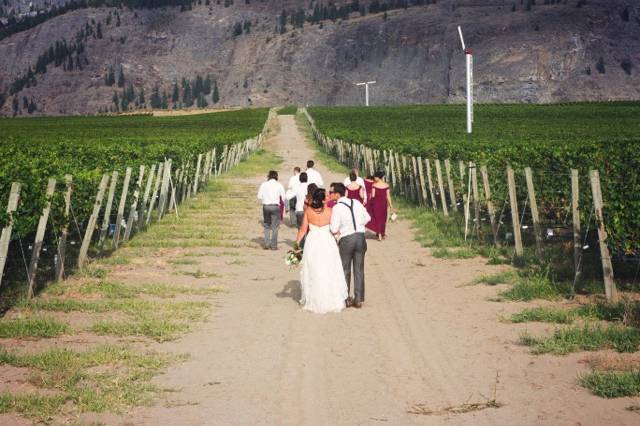 Organic vineyard photos