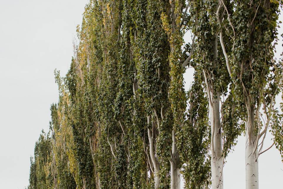 Towering poplar photos