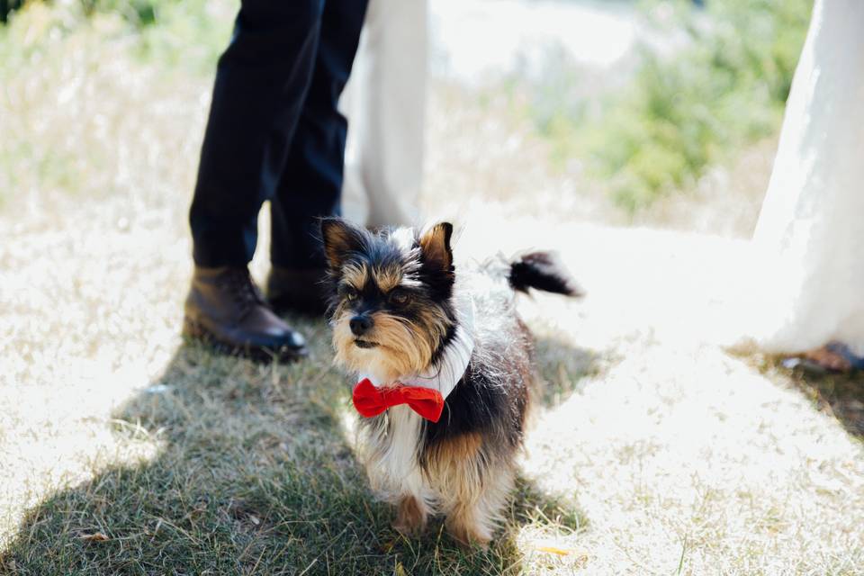 Ring Bearer!