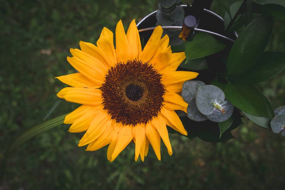 Vibrant sunflower