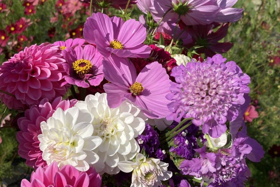 A beautiful mix of cut flowers