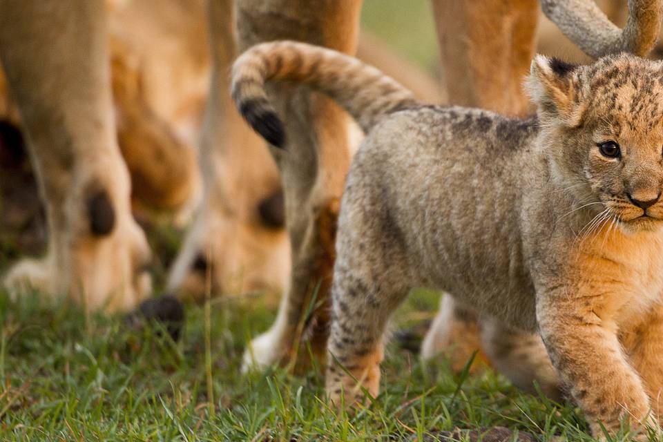 Lion cub in Serengeti