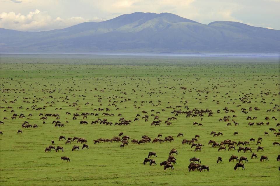 Wito Africa Safaris