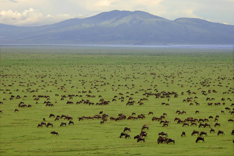 The Great Wildebeest Migration