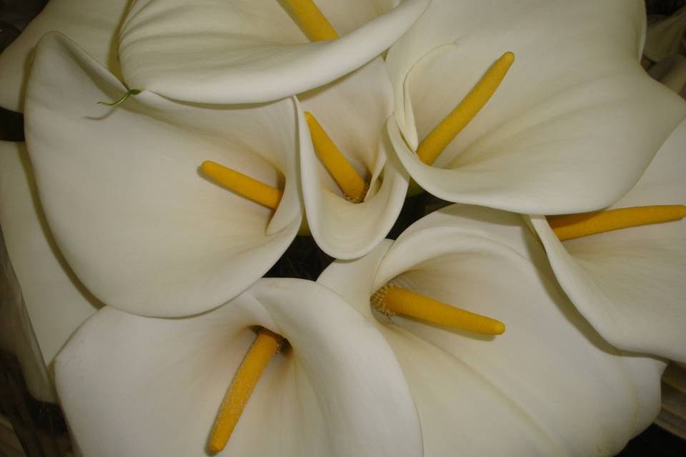 Calla lilies