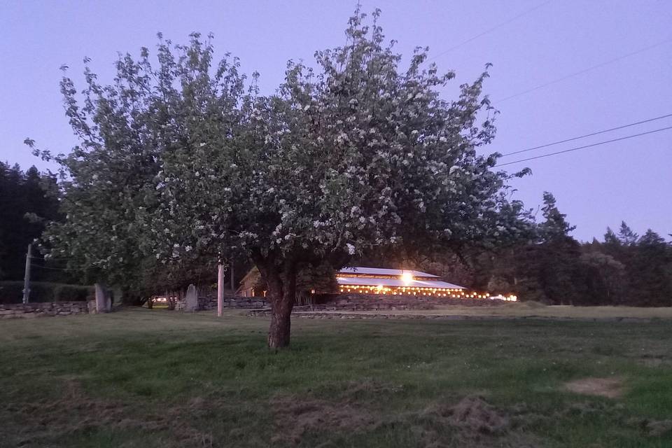 Trees in blossom.