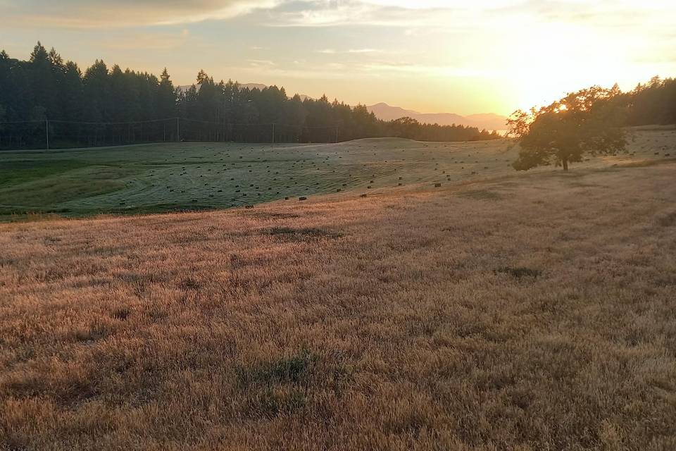 Field with bales.