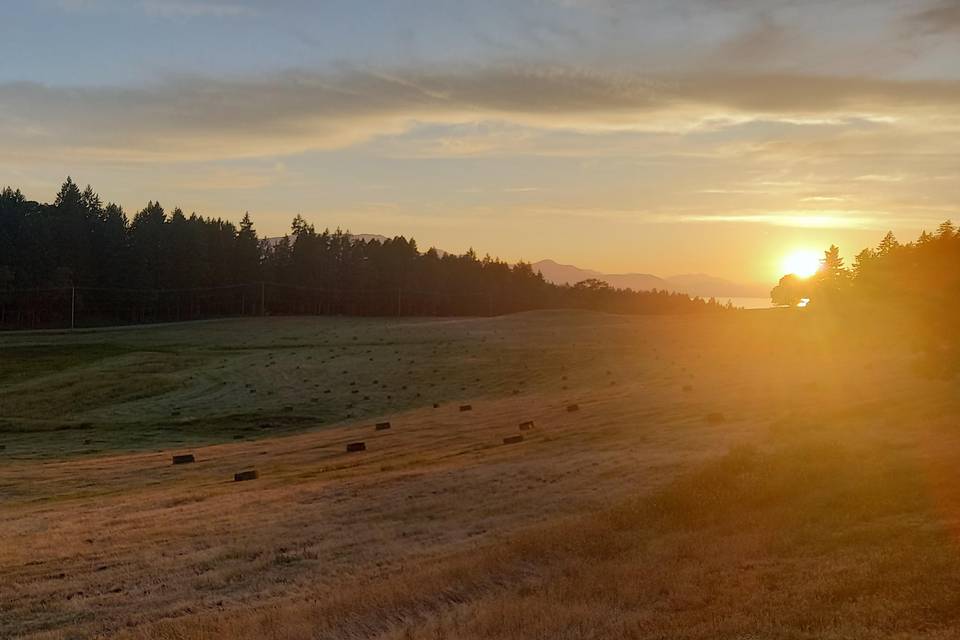 Field with bales.