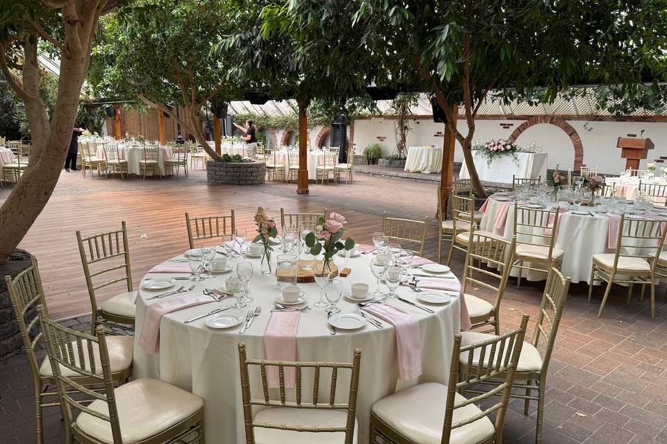 Newmarket, Ontario wedding cat