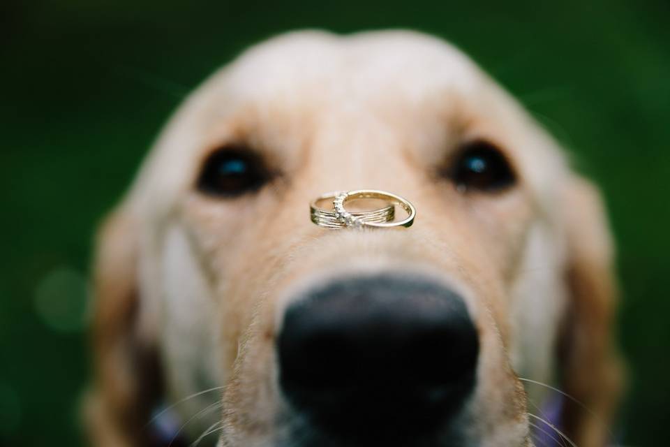 Wedding dog