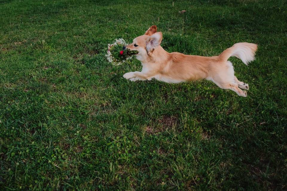 Wedding dog II