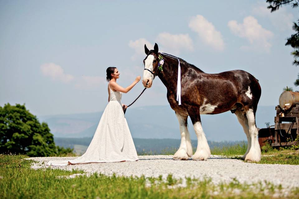 Horse Drawn Okanagan