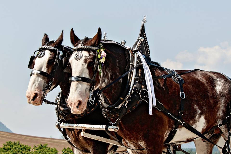 Beautiful draft horses