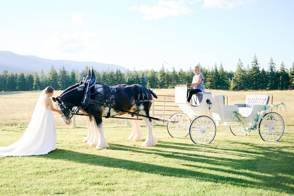 Bride with team of Clydesdales