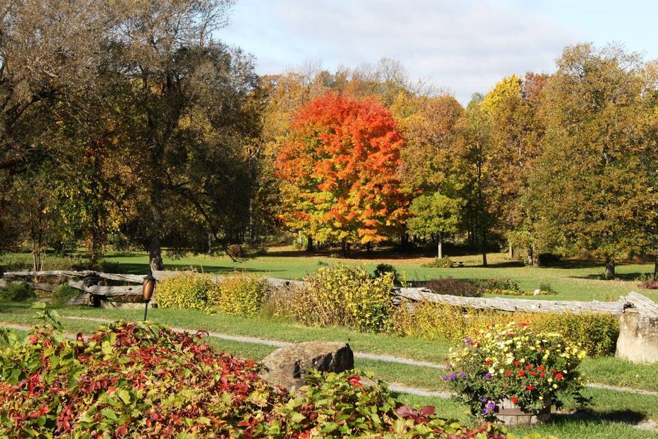 Fall Gardens