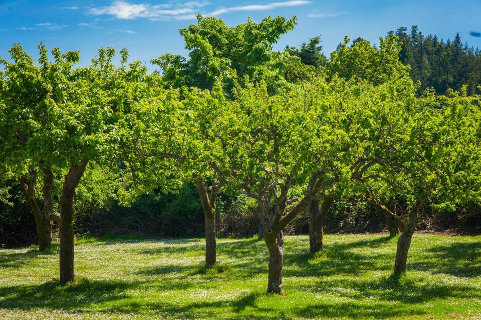 Historic Orchard