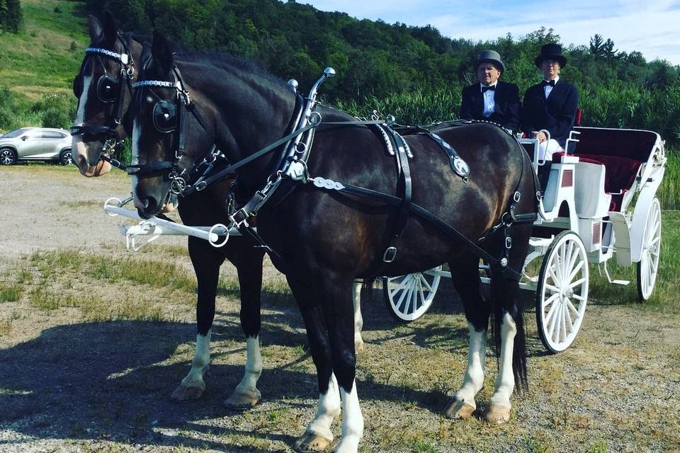 Horse and carriage ride