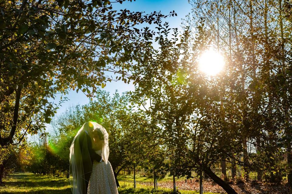 Apple field