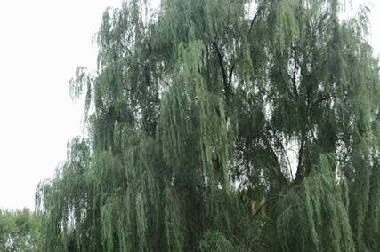 Willow Tree
