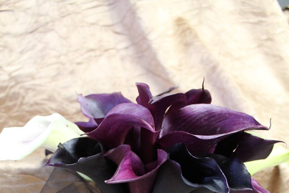 Stunning Calla's