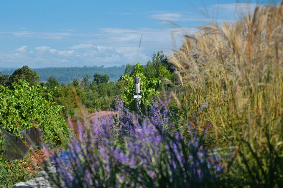 Winery views