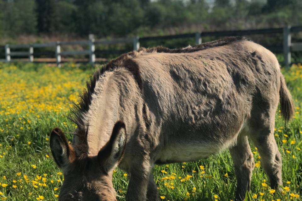 Willow Lake Farm & Stables