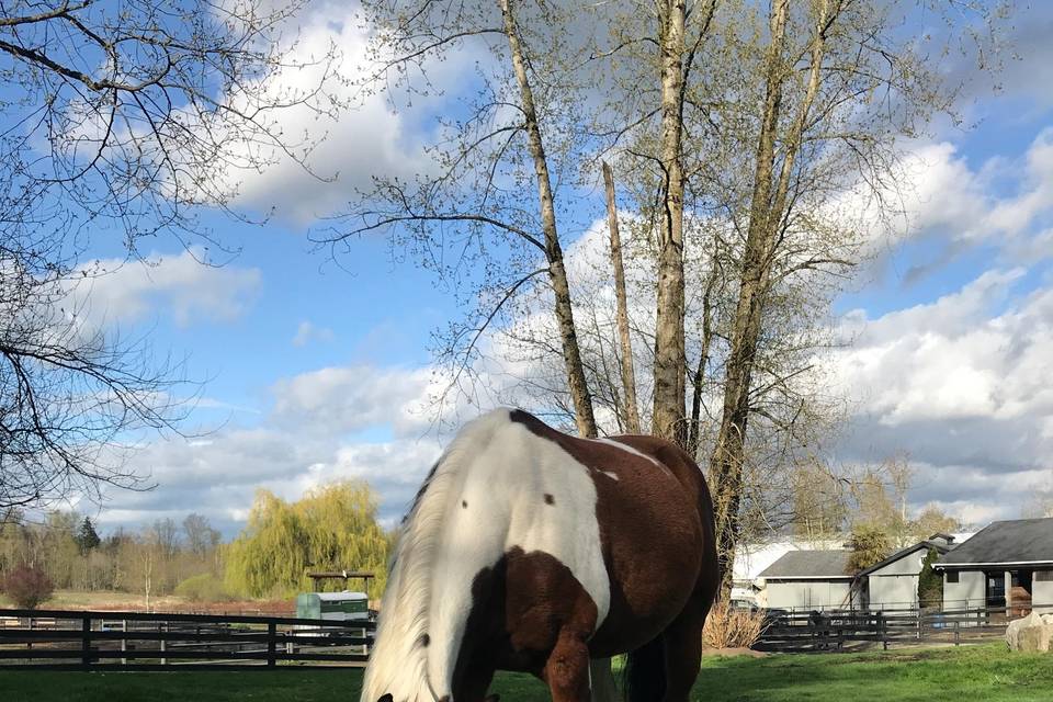 Horses grazing