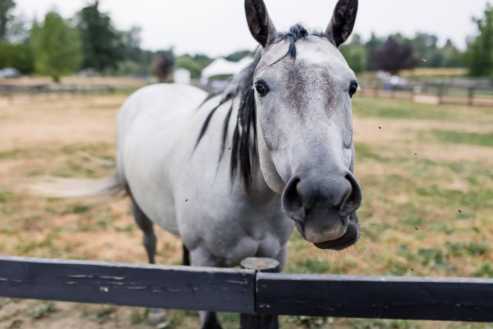 Willow Lake Farm & Stables