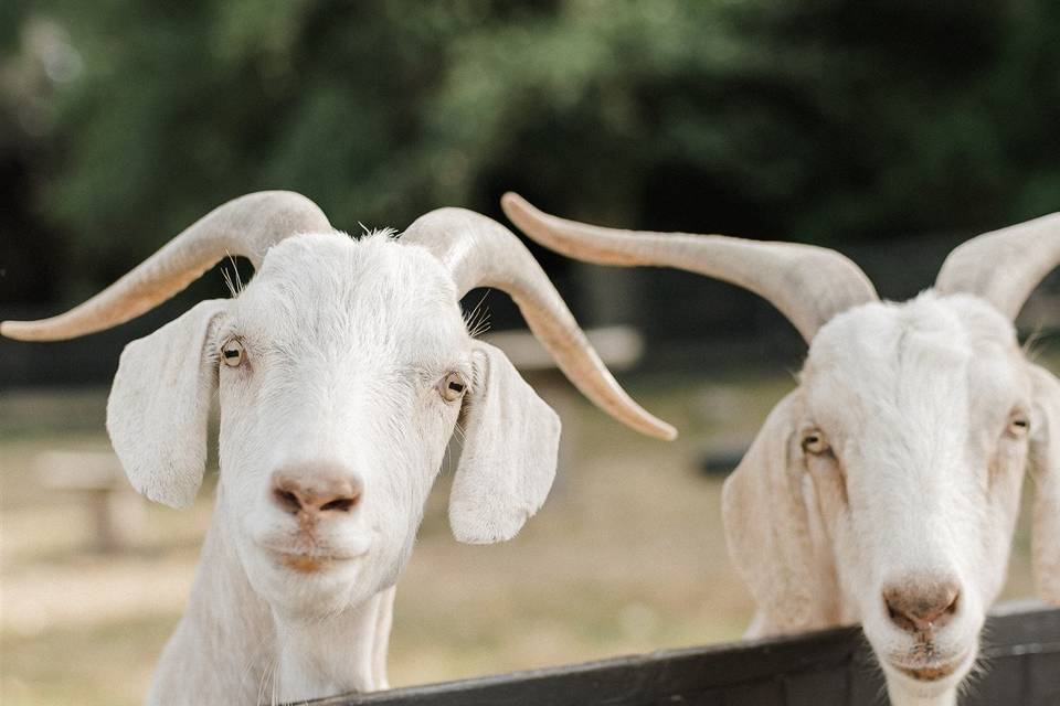 White goats