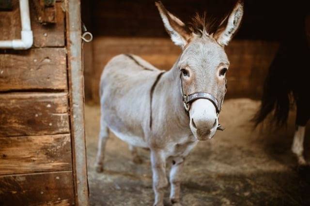 Willow Lake Farm & Stables