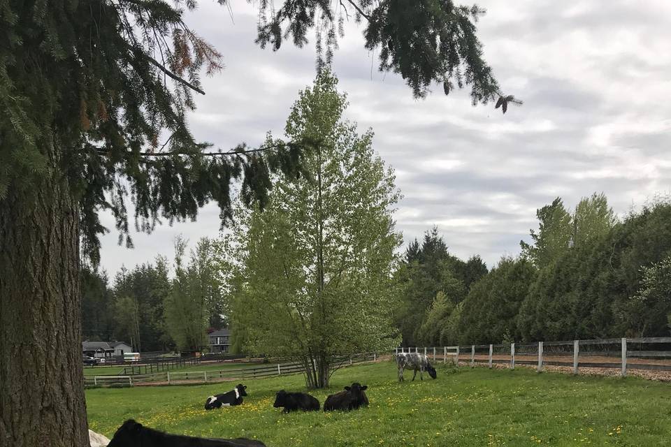 Cows in the field