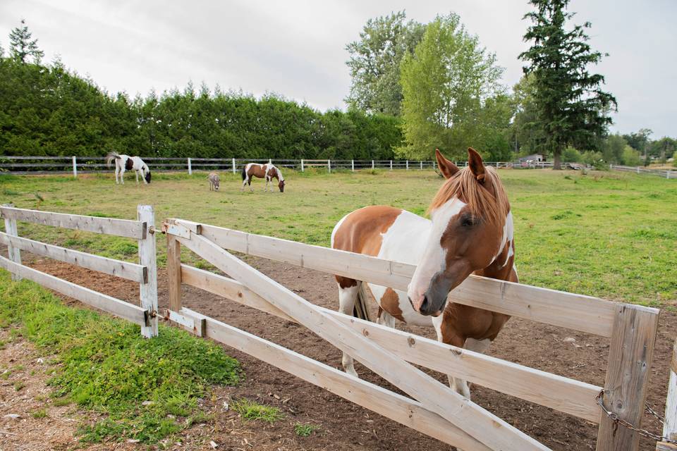 Willow Lake Farm & Stables