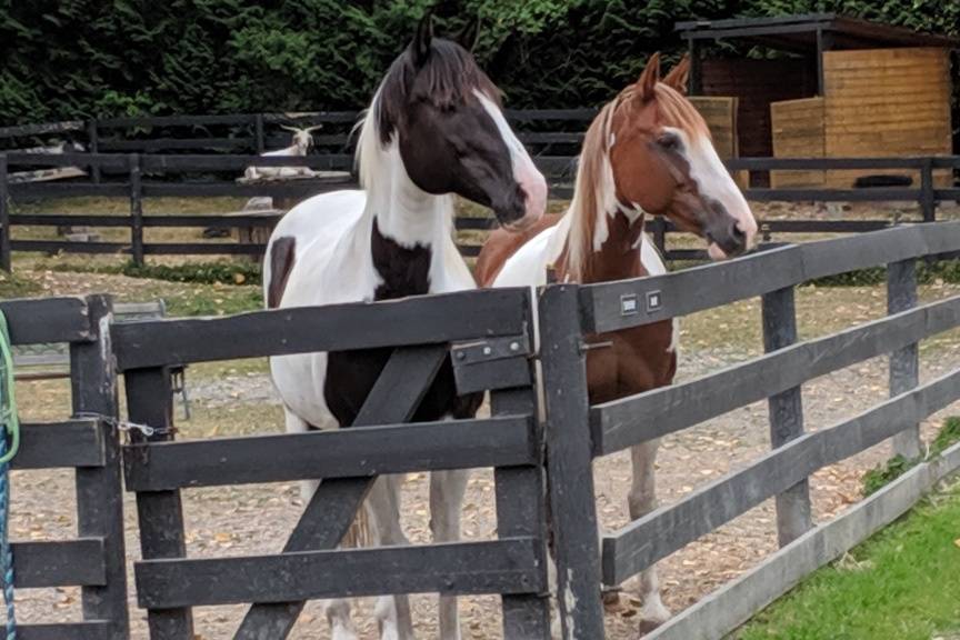 Willow Lake Farm & Stables