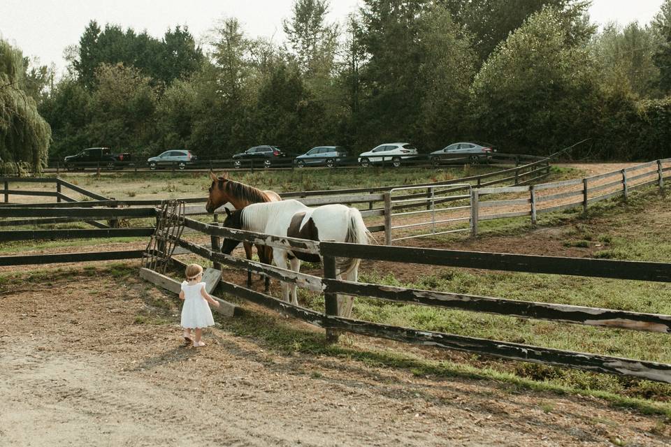 Willow Lake Farm & Stables