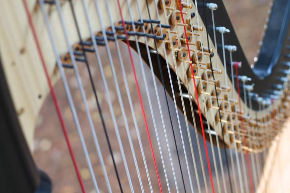 Harp closeup