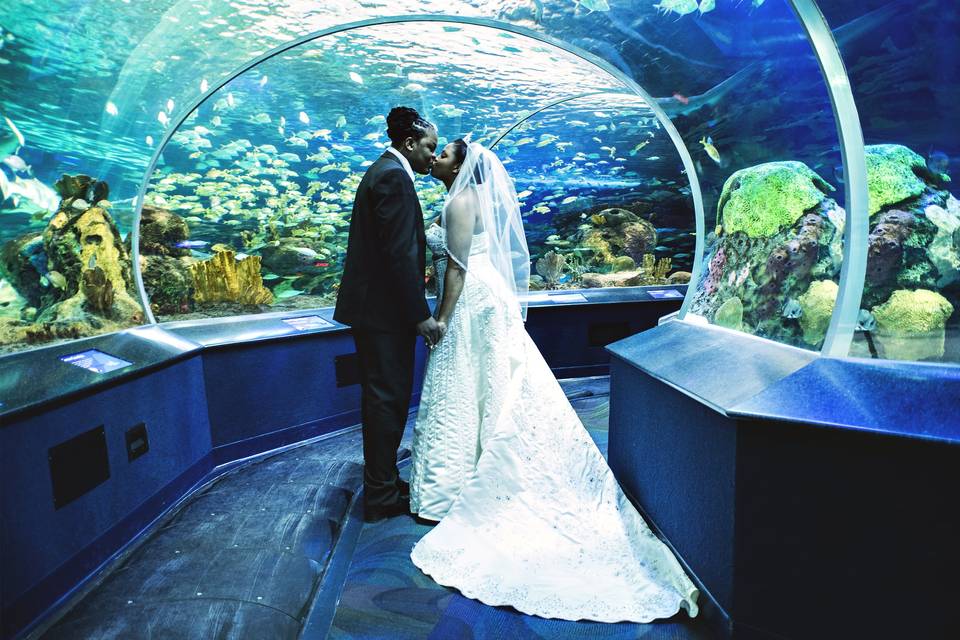 Ripley Aquarium Wedding