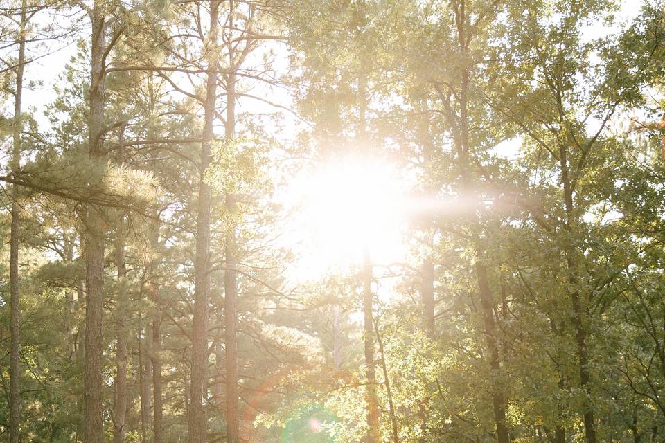 Forest elopement