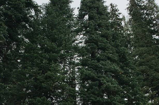 Silver Star Mountain Elopement