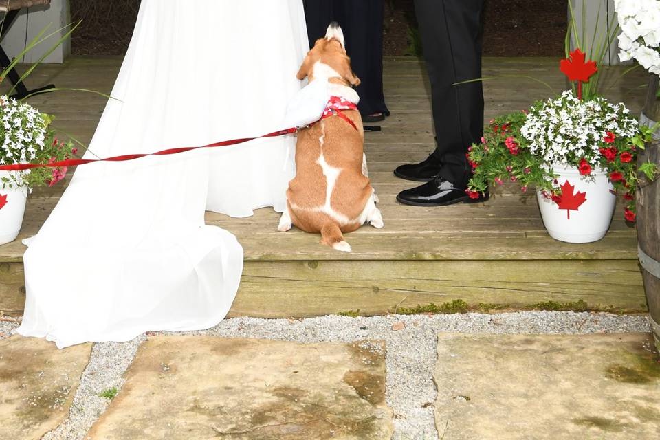 Tracy Sweet - Ontario Wedding Officiant