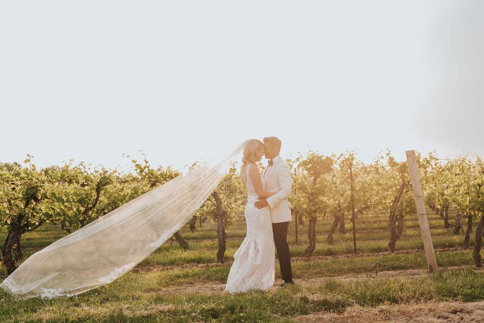 Vineyard sunset