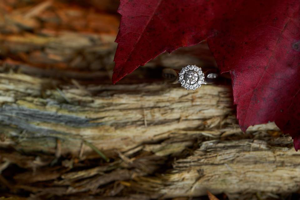 Leaves and logs