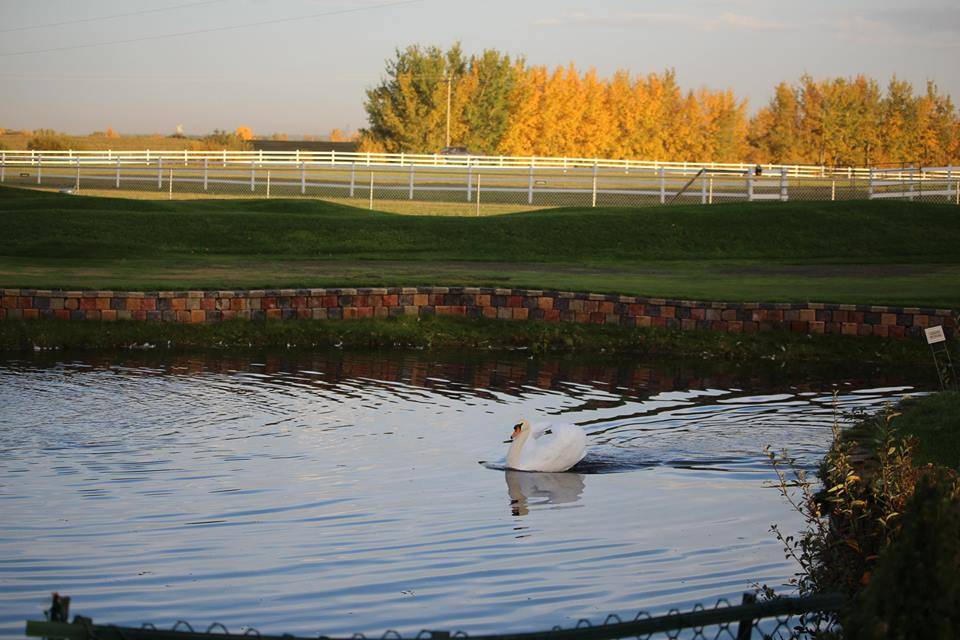 A beautiful swan pond