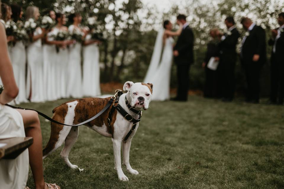 Dog at ceremony