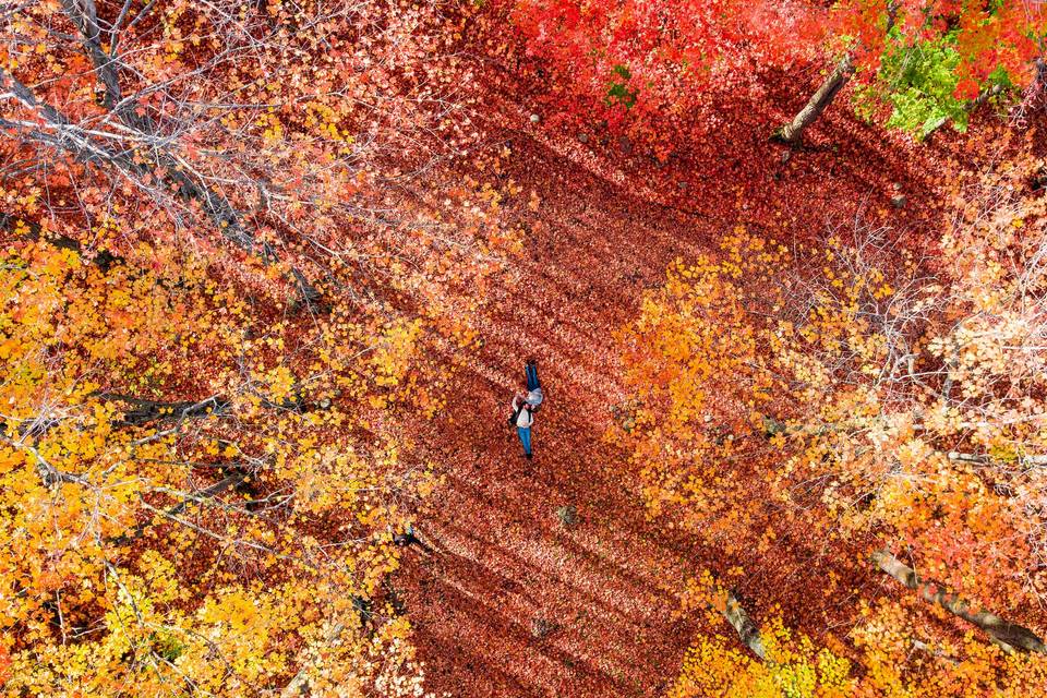 Fall Engagement from above